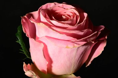 Güzel parlak gülü kapat. bahar konsepti.