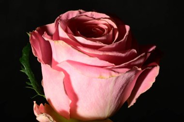 Güzel parlak gülü kapat. bahar konsepti.