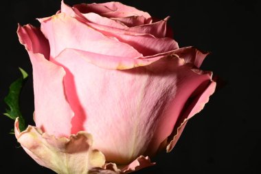 Güzel parlak gülü kapat. bahar konsepti.