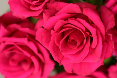 Güzel parlak gülleri kapatın. bahar konsepti.