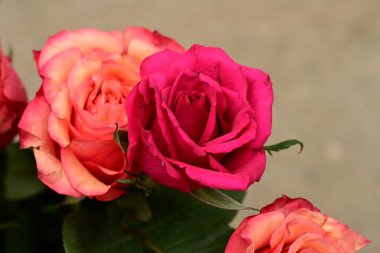 Güzel parlak gülleri kapatın. bahar konsepti.