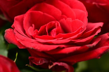 Güzel parlak gülü kapat. bahar konsepti.