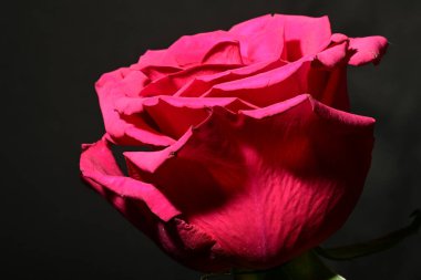 Koyu arkaplanda güzel bir gül. bahar konsepti.