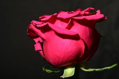 Koyu arkaplanda güzel bir gül. bahar konsepti.