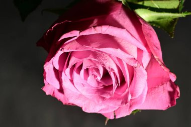 Koyu arkaplanda güzel bir gül. bahar konsepti.