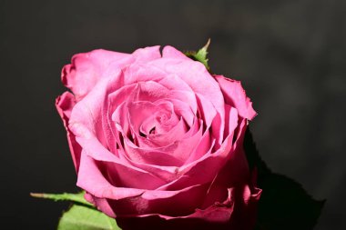 Koyu arkaplanda güzel bir gül. bahar konsepti.