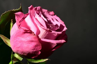 Koyu arkaplanda güzel bir gül. bahar konsepti.