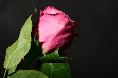 Koyu arkaplanda güzel bir gül. bahar konsepti.