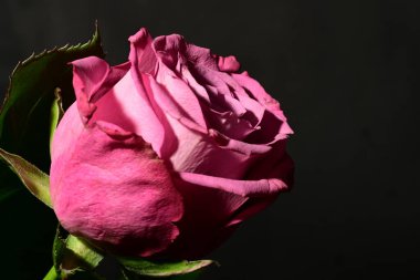 Koyu arkaplanda güzel bir gül. bahar konsepti.