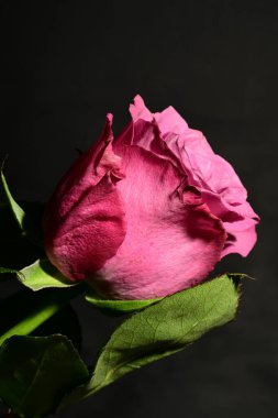 Koyu arkaplanda güzel bir gül. bahar konsepti.