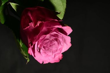 Koyu arkaplanda güzel bir gül. bahar konsepti.