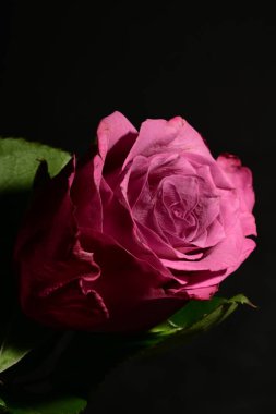 Koyu arkaplanda güzel bir gül. bahar konsepti.