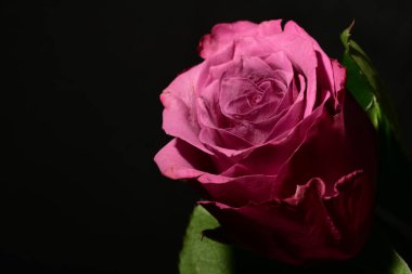 Koyu arkaplanda güzel bir gül. bahar konsepti.