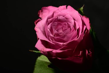 Koyu arkaplanda güzel bir gül. bahar konsepti.