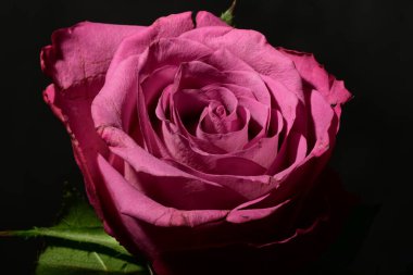 Koyu arkaplanda güzel bir gül. bahar konsepti.