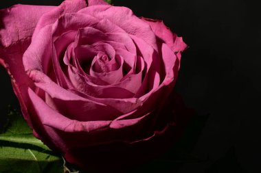 Koyu arkaplanda güzel bir gül. bahar konsepti.