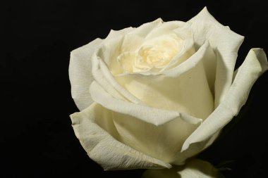 Koyu arkaplanda güzel bir gül. bahar konsepti.