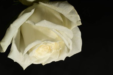 Koyu arkaplanda güzel bir gül. bahar konsepti.