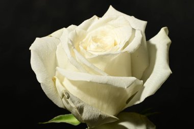 Koyu arkaplanda güzel bir gül. bahar konsepti.