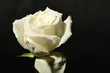 Koyu arkaplanda güzel bir gül. bahar konsepti.