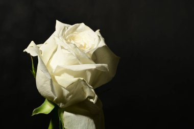 Koyu arkaplanda güzel bir gül. bahar konsepti.