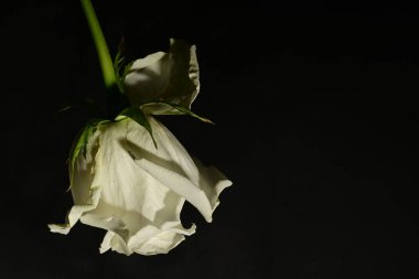 Koyu arkaplanda güzel bir gül. bahar konsepti.