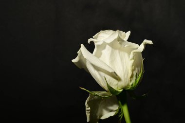 Koyu arkaplanda güzel bir gül. bahar konsepti.