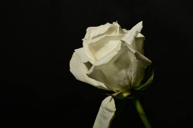 Koyu arkaplanda güzel bir gül. bahar konsepti.