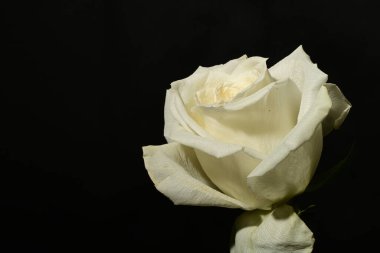 Koyu arkaplanda güzel bir gül. bahar konsepti.