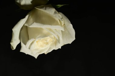 Koyu arkaplanda güzel bir gül. bahar konsepti.