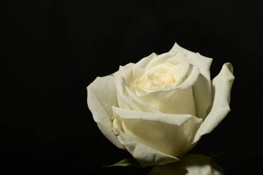 Koyu arkaplanda güzel bir gül. bahar konsepti.