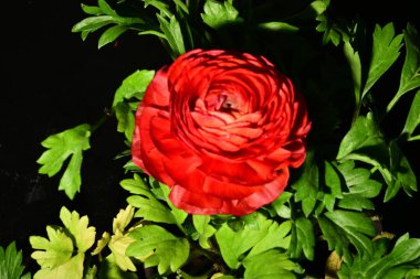 Güzel, parlak çiçeğe yaklaş. bahar konsepti.