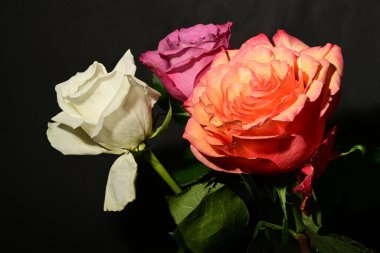 Koyu arkaplanda güzel güller. bahar konsepti.