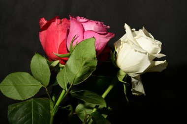 Koyu arkaplanda güzel güller. bahar konsepti.