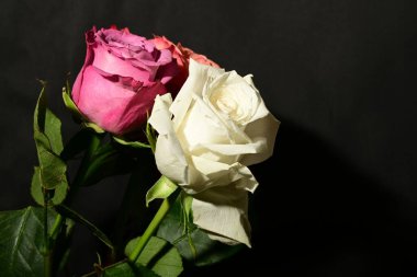 Koyu arkaplanda güzel güller. bahar konsepti.