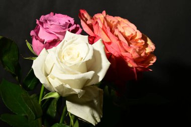 Koyu arkaplanda güzel güller. bahar konsepti.