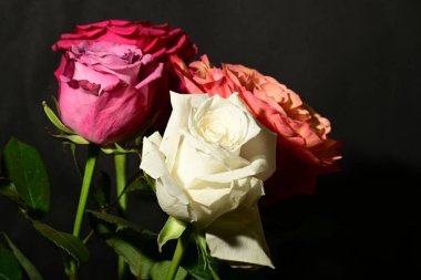 Koyu arkaplanda güzel güller. bahar konsepti.