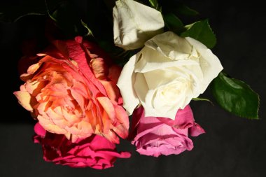 Koyu arkaplanda güzel güller. bahar konsepti.