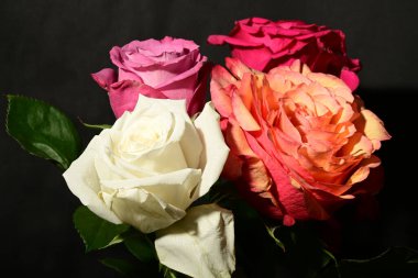 Koyu arkaplanda güzel güller. bahar konsepti.