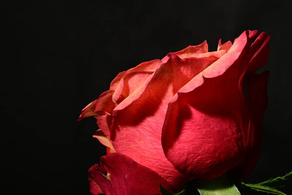 Beautiful rose on dark background. spring concept.