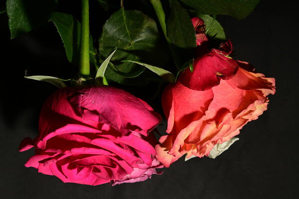 Beautiful roses on dark background. spring concept.