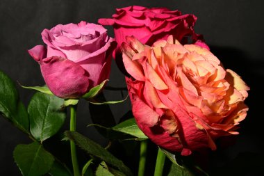 Koyu arkaplanda güzel güller. bahar konsepti.