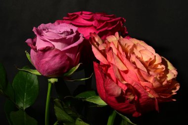 Koyu arkaplanda güzel güller. bahar konsepti.