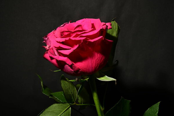 Beautiful rose on dark background. spring concept.