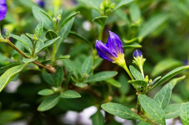 Bahçede yetişen güzel çiçekler. bahar konsepti.