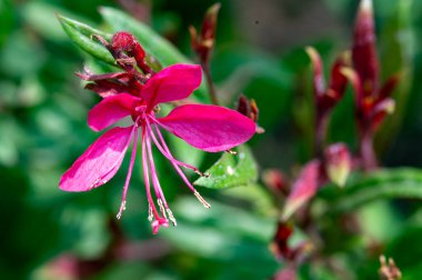 Bahçede yetişen güzel bir çiçek. bahar konsepti.
