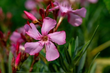 Bahçede yetişen güzel çiçekler. bahar konsepti.