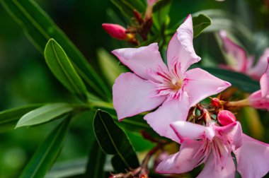 Bahçede yetişen güzel çiçekler. bahar konsepti.
