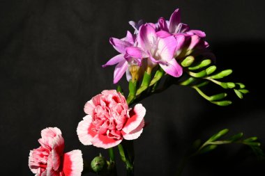 Karanlık arka planda güzel çiçekler. bahar konsepti.