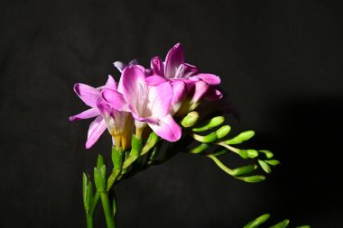 Karanlık arka planda güzel çiçekler. bahar konsepti.